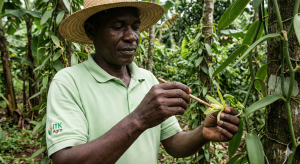Export-grade vanilla beans stored under controlled conditions in Uganda to maintain aroma and quality for international markets