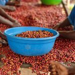Coffee beans being sorted and quality-checked in Uganda as part of ITK Agro’s export compliance and international coffee grading process